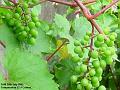 2005-0718grapes